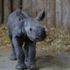Image for article titled Our First Glimpse Of Chester Zoo's New Baby Black Rhino!